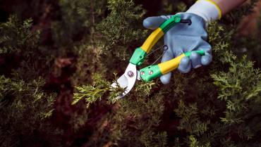 Tailles de végétaux