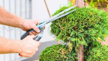 Tree Surgery