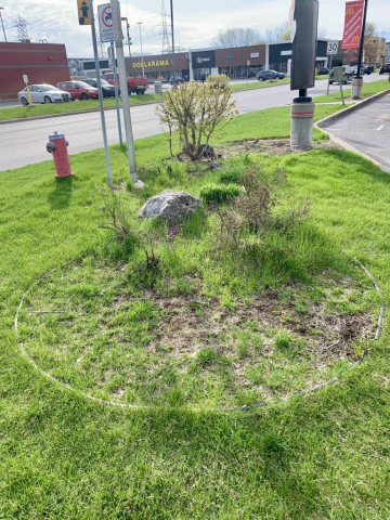 Éliminer Efficacement les Mauvaises Herbes de votre plate bande- Trois-Rivières - Mauricie - Centre du Québec