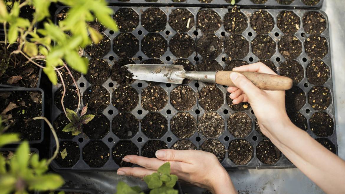 Ma liste des semences à commencer en mars